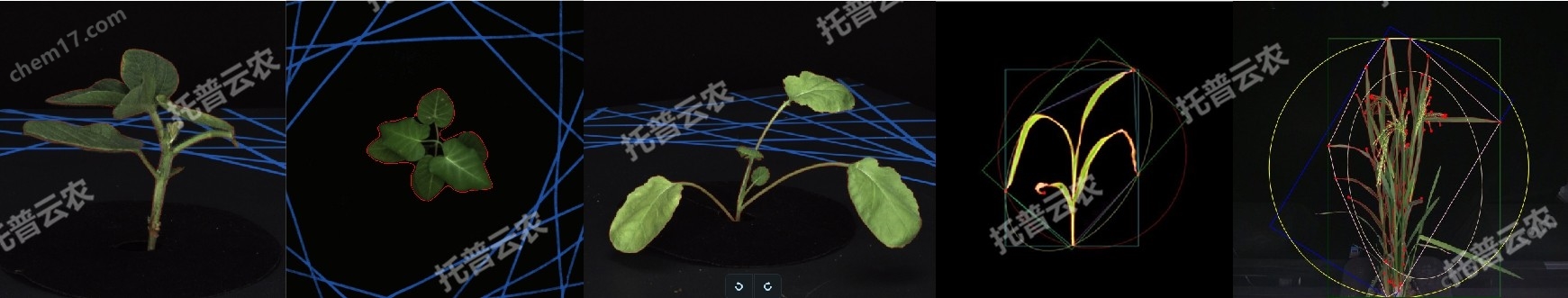 盆栽植物二維數字表型采集分析系統(tǒng)